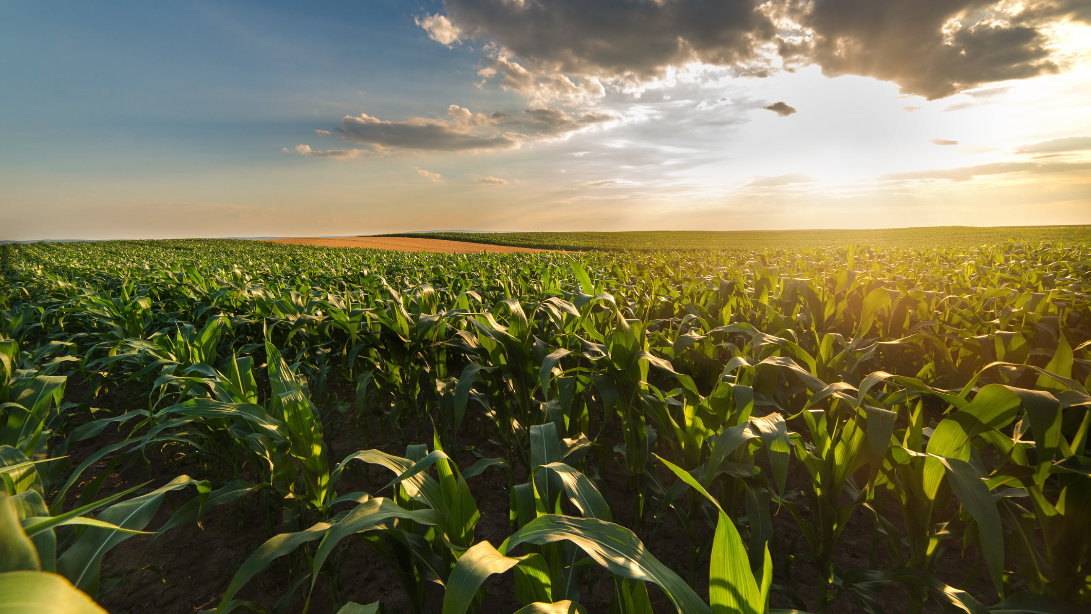 5 Ag Industry Challenges That Modern CTRM Is Built to Tackle