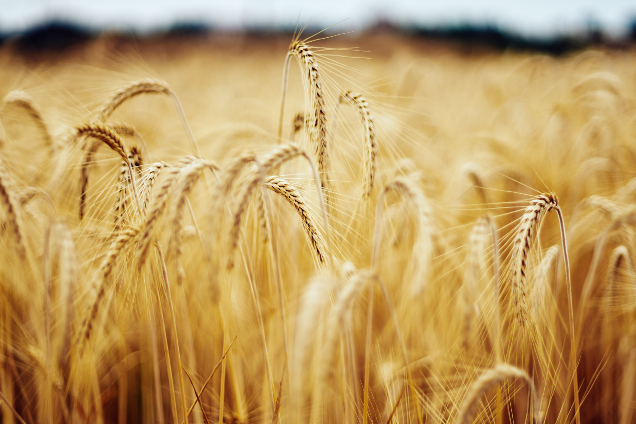 Optimizing-the-supply-chain-of-one-of-the-worlds-largest-agriculture-organizations-with-Eka-single-cloud_1280_854