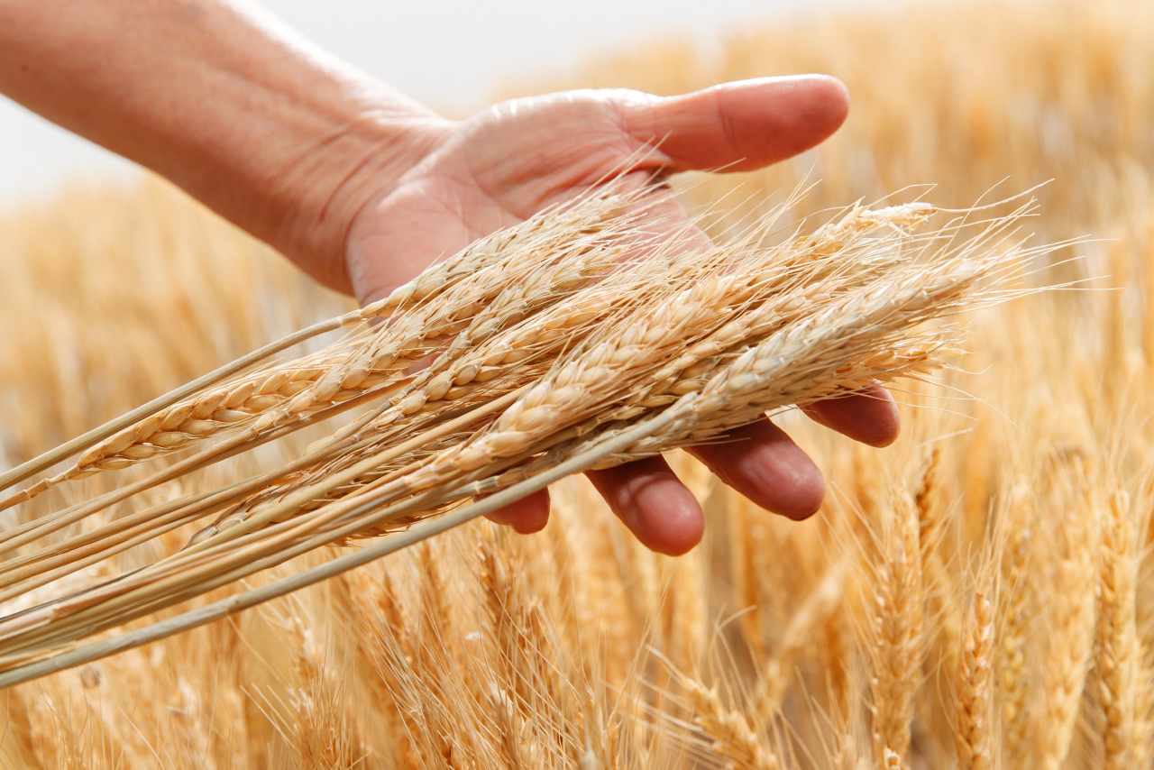 grains_banner_1280_854
